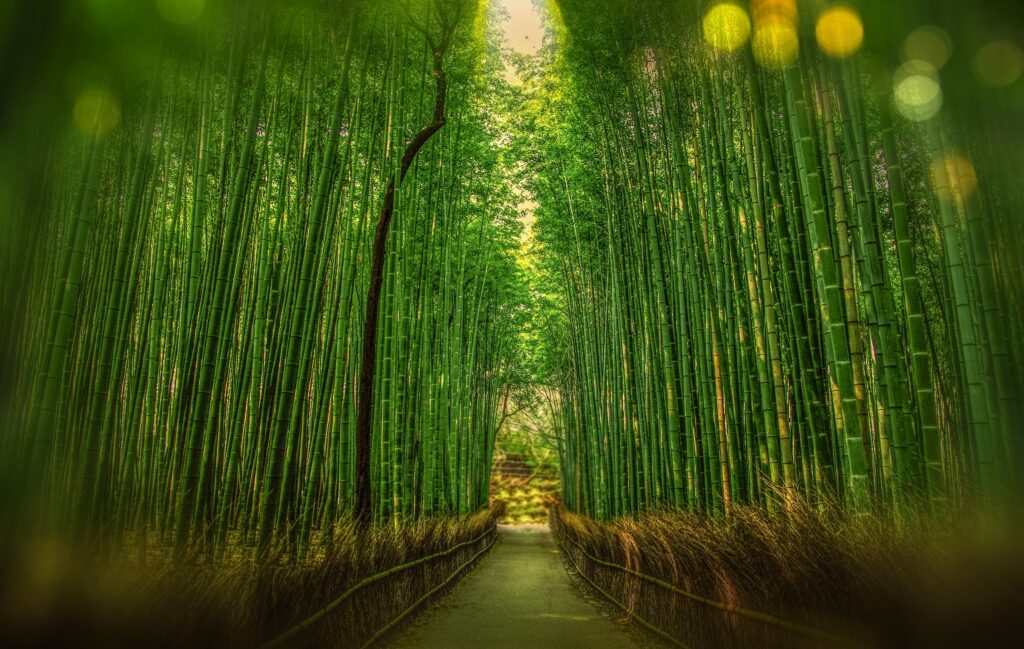 Bambú de Adolfo Domínguez: una fragancia fresca y natural que evoca la pureza de la naturaleza.