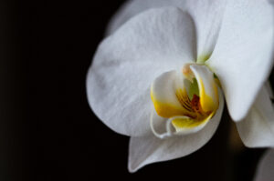 Fragancia seductora y misteriosa de Black Orchid