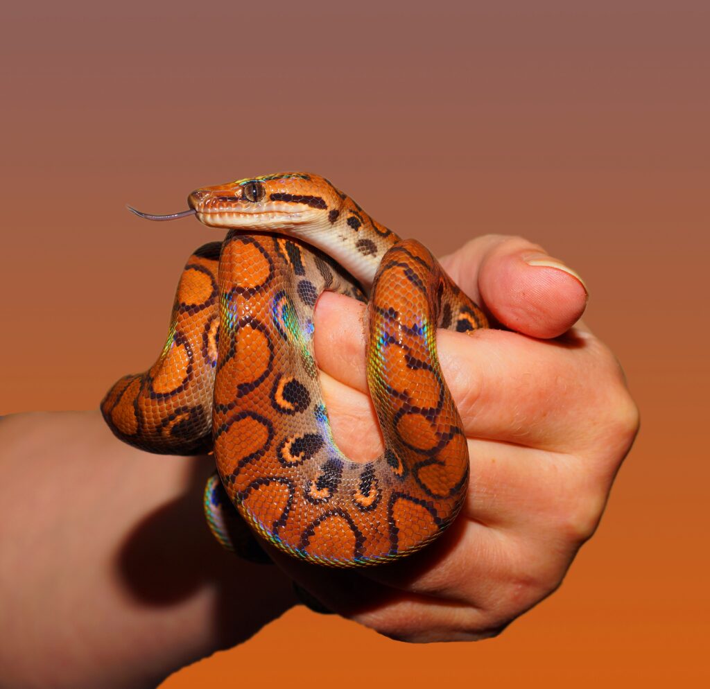Imagen de una serpiente verrugosa en su hábitat natural